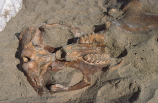 The excavation of “Max” in 1995.